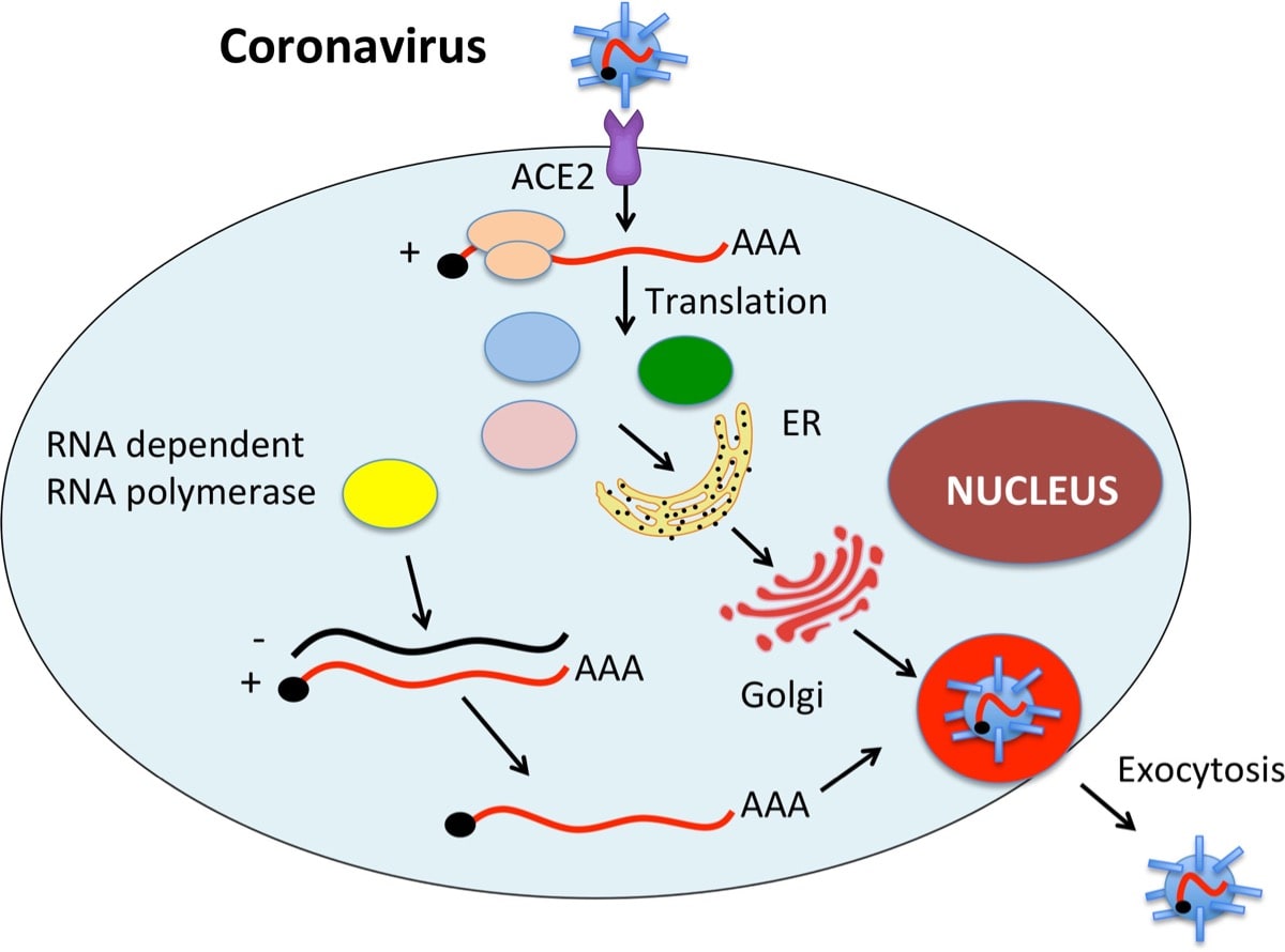 Coronavirus visual description
