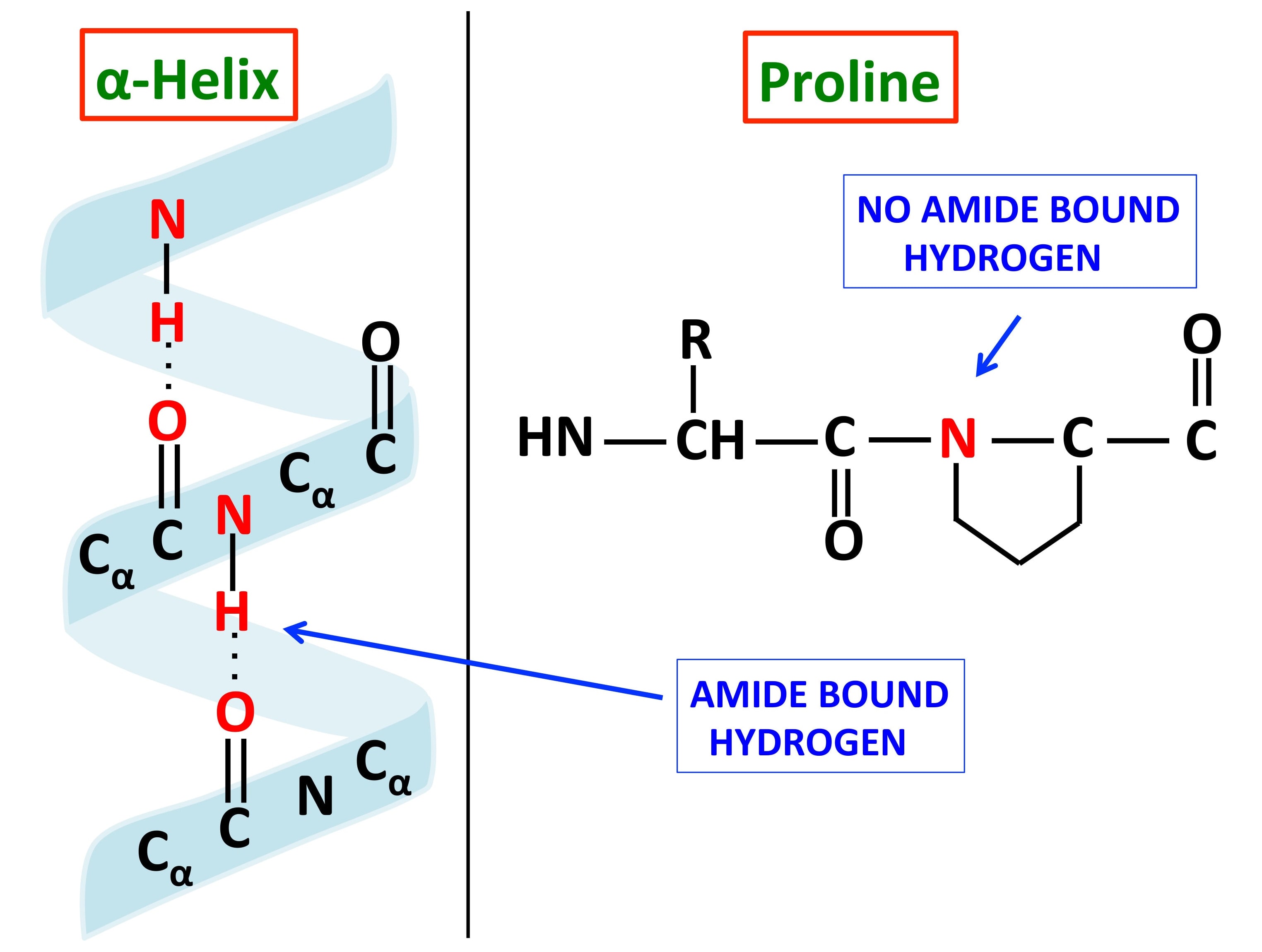 Helix Proline